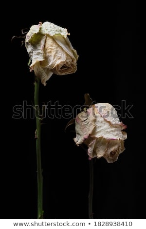 Сток-фото: ве · увядшие · розы · на · темном · фоне