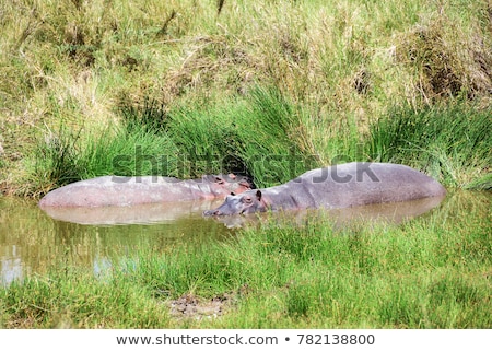 Stockfoto: Hippos Have A Rest In The Water Hole