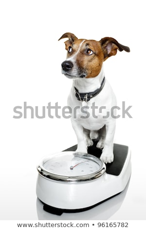 Foto stock: Dog On Scale With Overweight