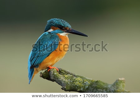 Сток-фото: Beautiful Blue Kingfisher Bird