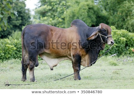 Stock fotó: Brahman Cattle Grazing On Green Pasture