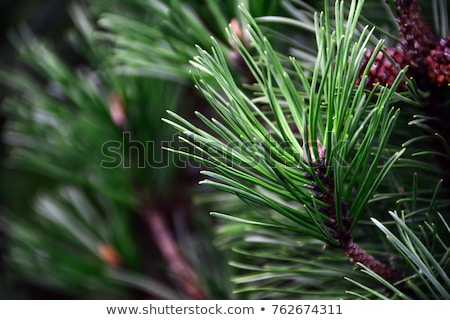 Сток-фото: Young Green Conifer Branches Close Up With Blur On White Background