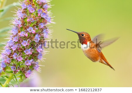 Foto stock: Rufous Hummingbird Feeding On Flower Nectar