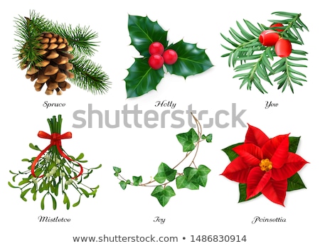 Stock photo: Winter Holly Ivy And Mistletoe Background