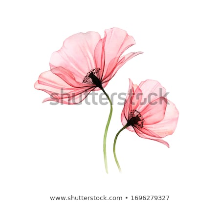 Stockfoto: Botanical Art Watercolor Poppy Flower