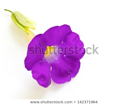 Stock fotó: Two Morning Glory Flower In Pink Color