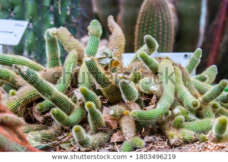 ストックフォト: Cleistocactus Winteri Flower