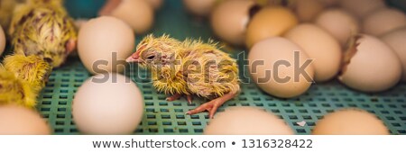 Foto stock: Large Group Of Newly Hatched Chicks On A Chicken Farm Banner Long Format