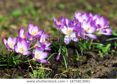 Stock photo: Flying Bee At A Purple Crocus Flower Blossom
