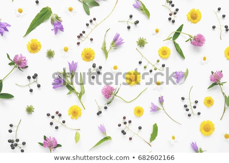 Stok fotoğraf: Bright Multicolored Background With Flowers And Grass