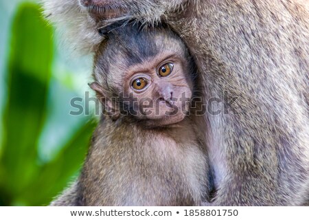 Stock photo: Tropical Long Eyed Crab