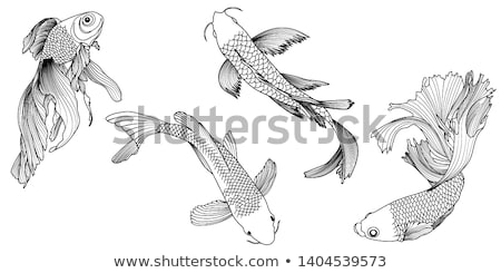 Foto stock: Japanese Or Chinese Koi Fish Line Art
