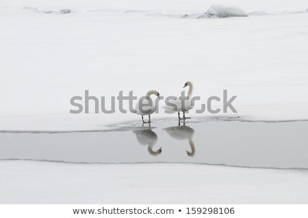 Swan On Frozen Water ストックフォト © Gordo25