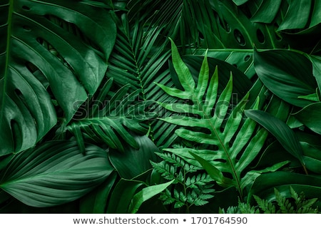 Stock photo: Foliage