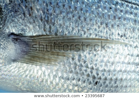 Denton Mediterranean Sparus Fish Gilthead Snapper Zdjęcia stock © lunamarina