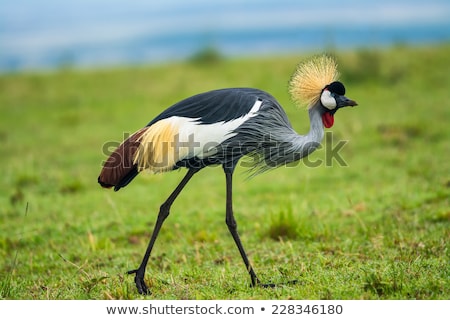 Foto stock: Crowned Crane In The African Savannah