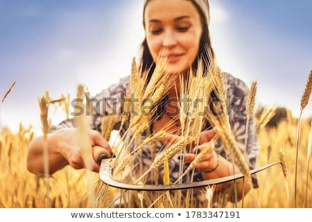 [[stock_photo]]: Female Hand In Cultivated Agricultural Wheat Field