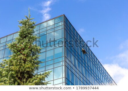 Stok fotoğraf: Pines And Buildings