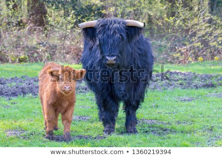 ストックフォト: Newborn Scottish Highlander Calf With Mother Cow