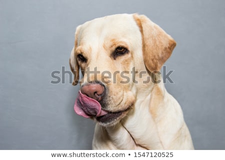 商業照片: Golden Retriever Sitting In A Grey Photo Background