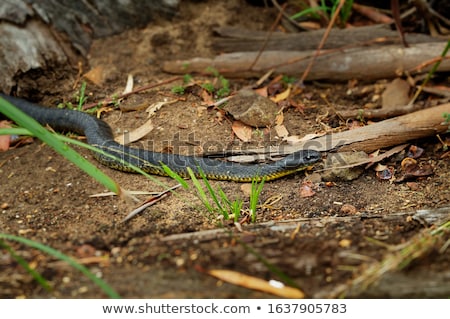 Foto stock: Dangerous Snakes In The Bush