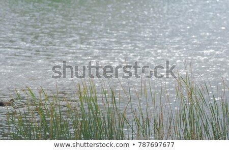 ストックフォト: Farm Scene With Pond In Foreground And Crops In The Background