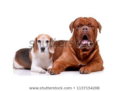 Stock photo: Studio Shot Of An Adorable Dogue De Bordeaux And A Beagle