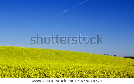 Stockfoto: Yellow Field With Oil Seed Rape In Early Spring