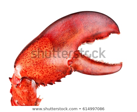 Stock photo: Lobster Claw
