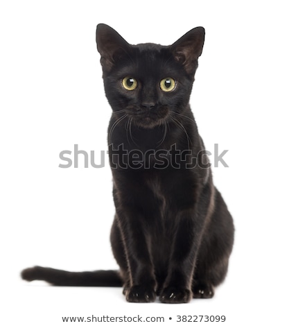 [[stock_photo]]: Black Cat