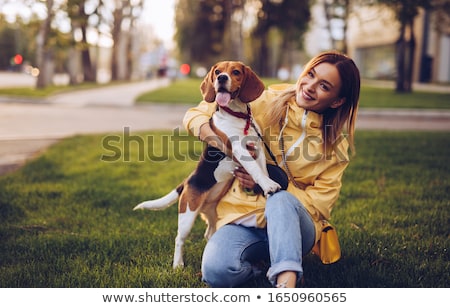 [[stock_photo]]: Cute Beagle