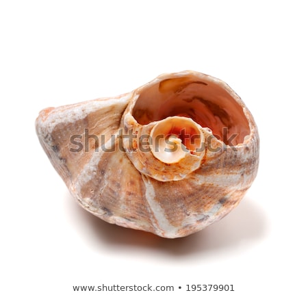 Broken Rapana Shell Isolated On White Background Сток-фото © Lizard