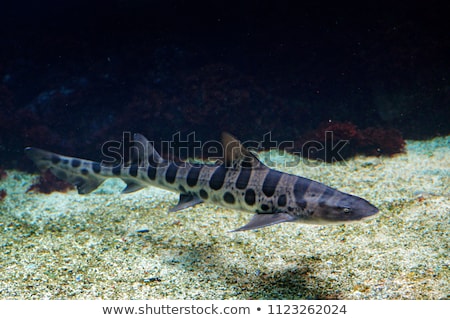 Stok fotoğraf: Zebra Shark Stegostoma Fasciatum In An Aquarium