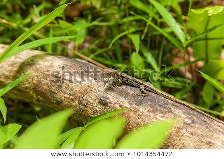 Foto stock: Small Lizard