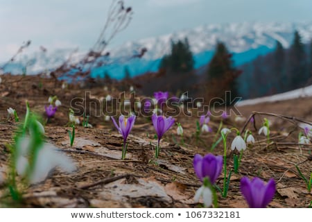 ストックフォト: First Spring Flowers In The Mountains