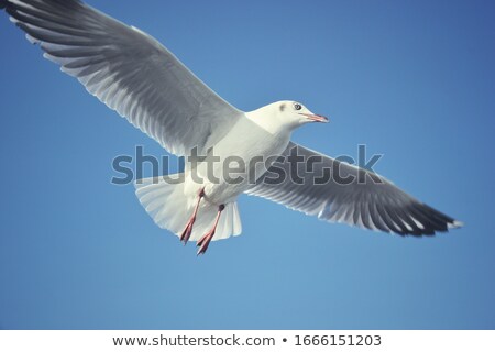 Stock photo: Single Seabird Flying In The Blue Sky