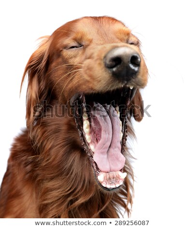 Foto stock: English Setter Yawn In A White Studio