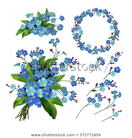 ストックフォト: Vector Illustration Of Flower Blue Forget Me Not