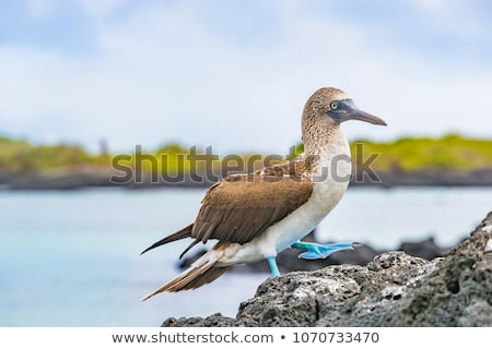 Stok fotoğraf: Blue Footed Booby - Iconic Famous Galapagos Wildlife