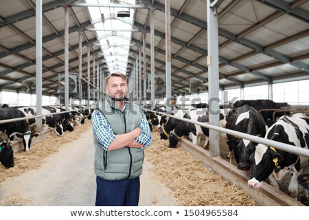 ストックフォト: Successful Farmer Standing In The Middle Of Long Aisle Inside Milk Cow Farm