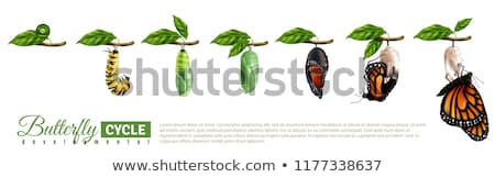 Stockfoto: Biological Cycle Abstract Concept Vector Illustration