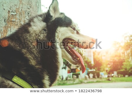 Stok fotoğraf: Happy Looking Vizsla Dog With Wild Flowers