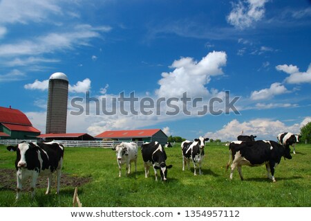 Foto d'archivio: Cow On Green Pasture With Red Barn With Grain Silo