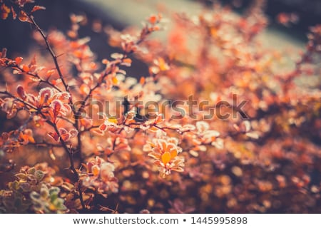 Foto stock: Orange Leaves With A Colorful