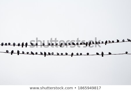 Foto d'archivio: Many Pigeons On An Electric Wires Doves Sitting On A Power Line