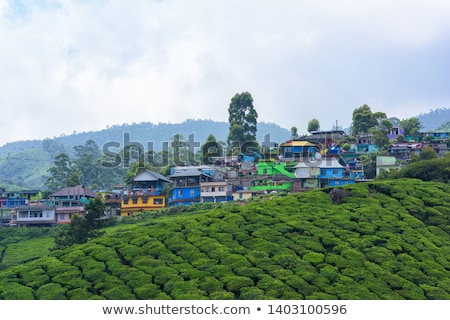 Stock fotó: Tea Plantations Munnar India