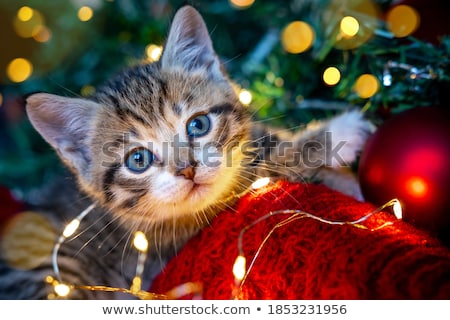 Stock photo: Cute Grey Cat Chew The Decorations On A Christmas Tree