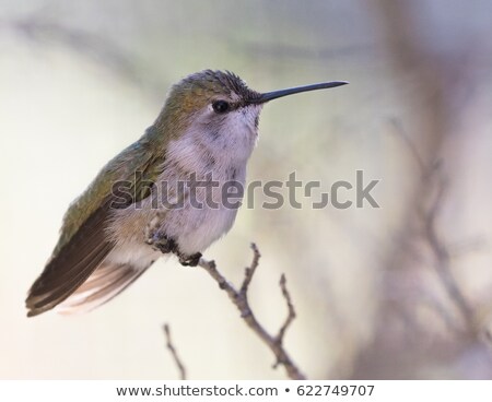 Foto stock: Female Black Chinned Hummingbird