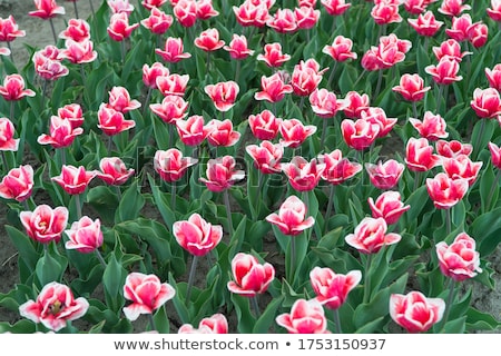 Stock photo: Picturesque Country Landscape With Tulips