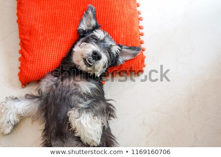 商業照片: Miniature Schnauzer Relaxing In A Black Studio Background